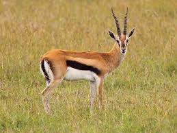Antelope1